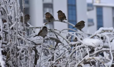 Sibirya soğuklarının etkili olduğu kentte termometreler eksi 23’te